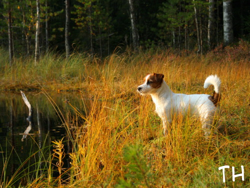 kuva 015 loka 07.jpg - metsälammella syysruskan aikaan